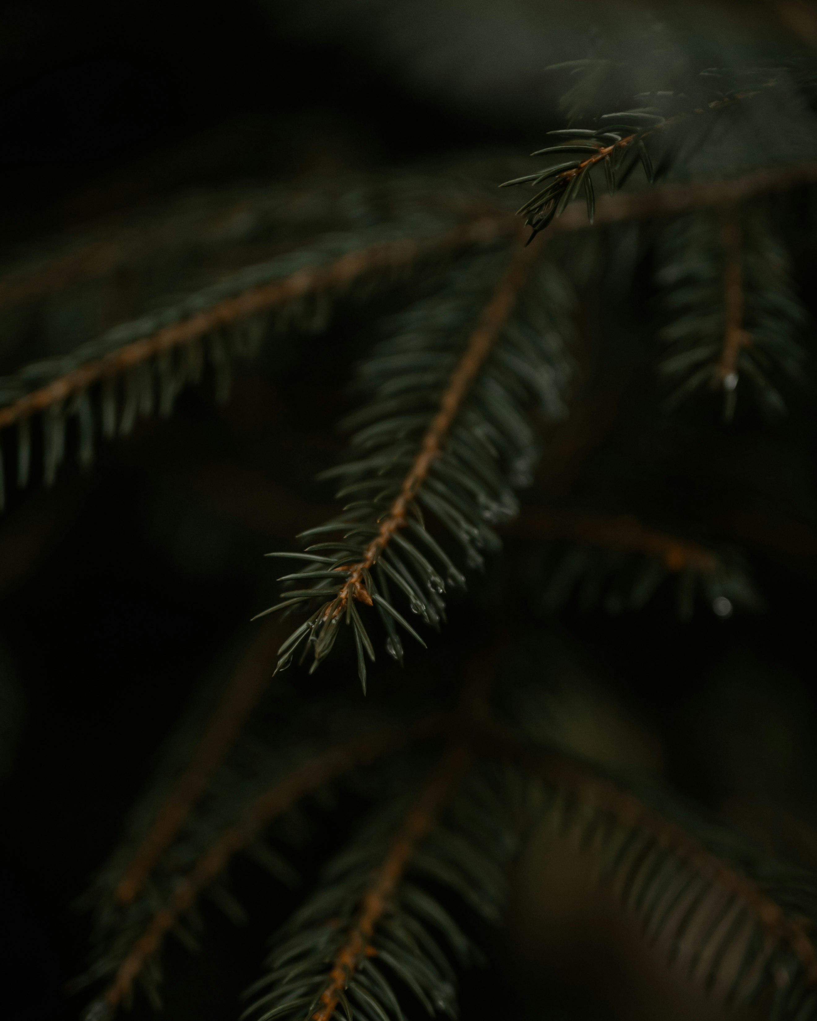 green leaf in close up photography